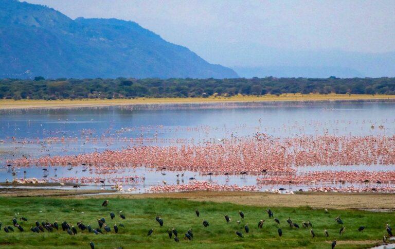NST4-Safari-Lake-ManyaraMG01